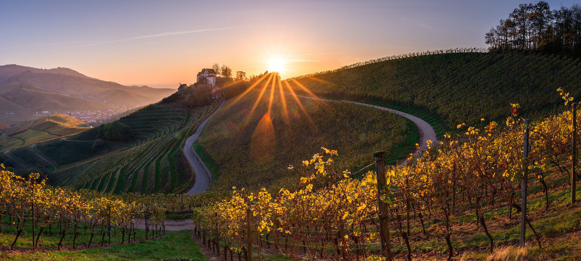 Sonnenuntergang im Weinberg