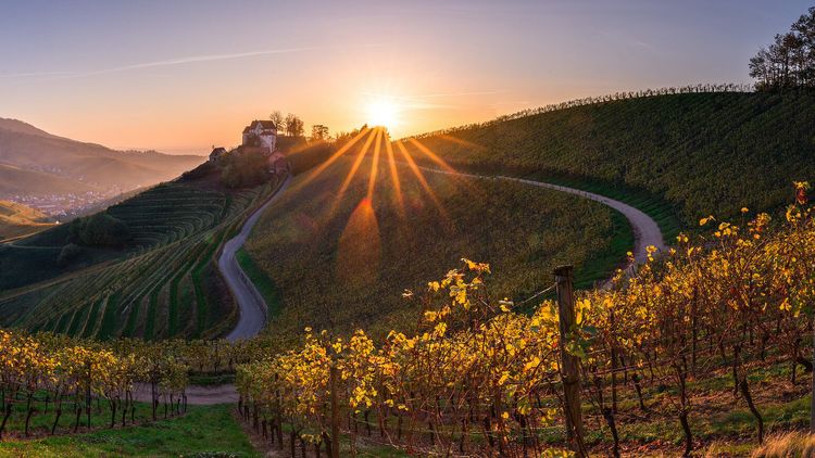 Sonnenuntergang in den Weinbergen bei Durbach
