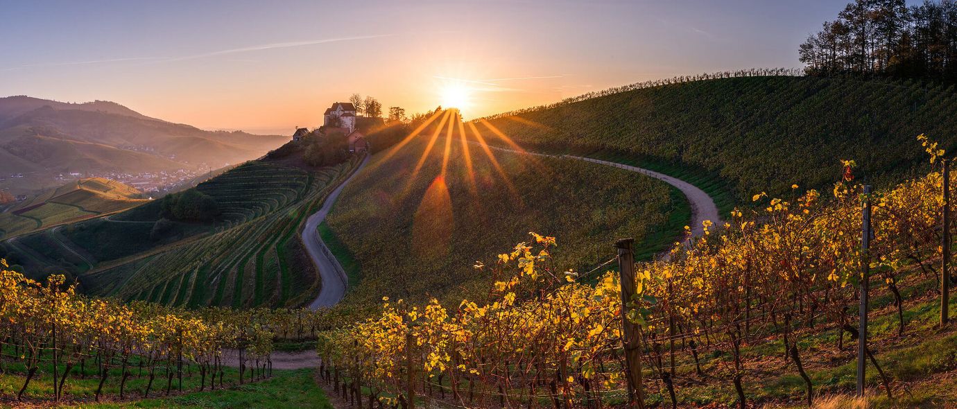 Sonnenuntergang in den Weinbergen bei Durbach