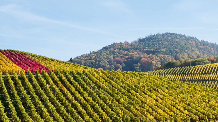 bunte Weinberge im Herbst