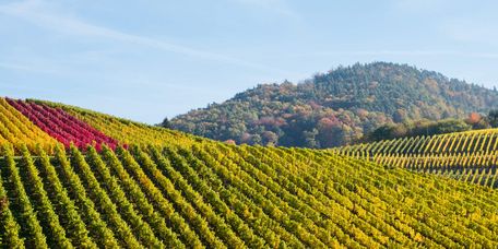 bunte Weinberge im Herbst