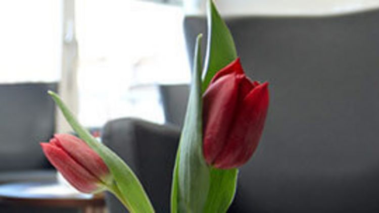 Zwei rote Tulpen in einer Vase