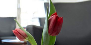 Zwei rote Tulpen in einer Vase