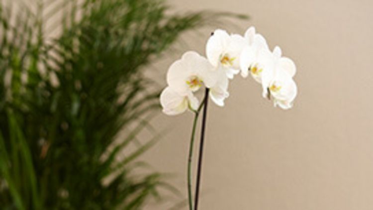 Orchidee steht vor einem Farn