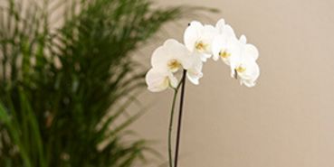 Orchidee steht vor einem Farn